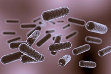 Escherichia coli