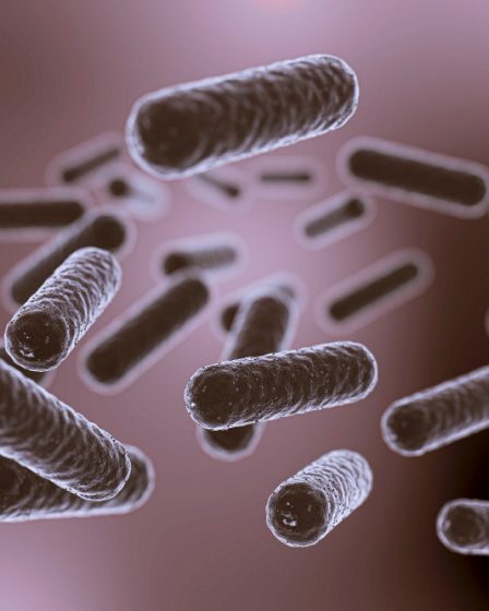 Escherichia coli