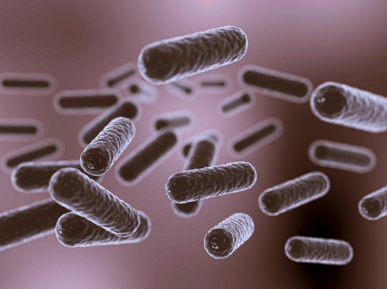 Escherichia coli