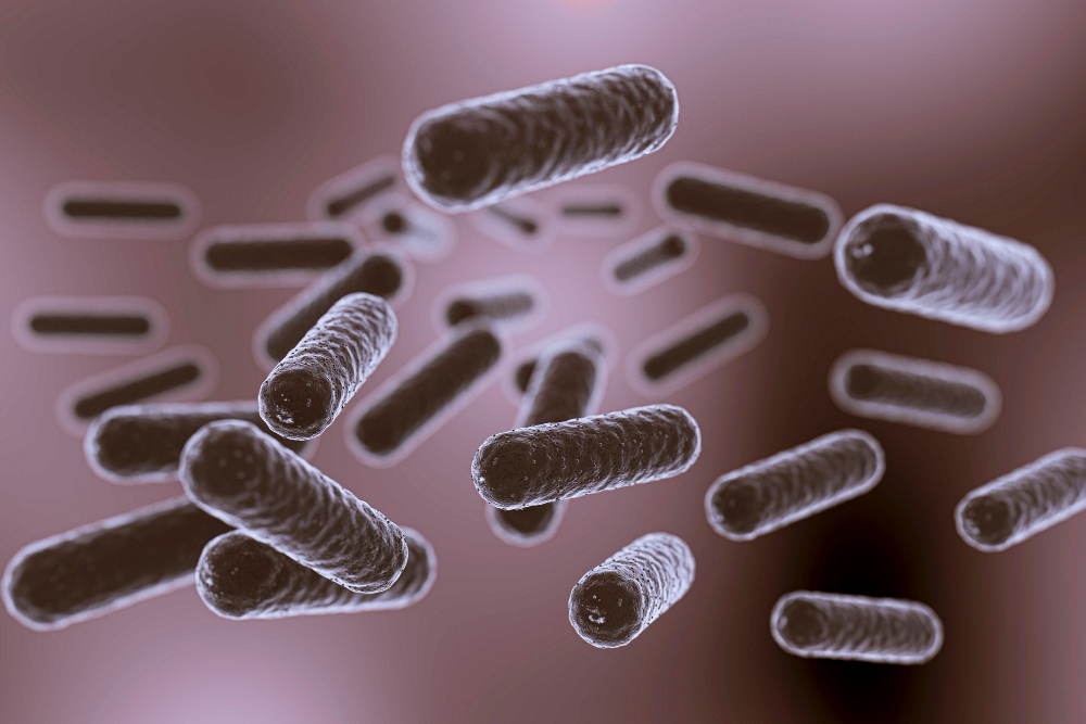 Escherichia coli